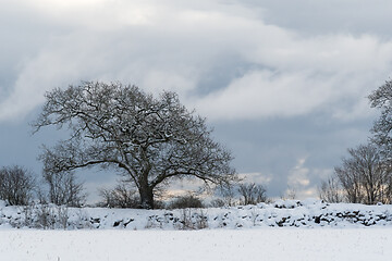 Image showing Mighty old oak tree