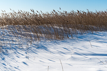 Image showing Reeds in a snowy wetland