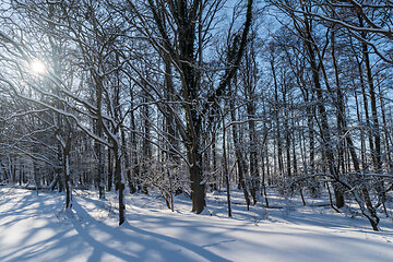 Image showing Snowy sunlit forest