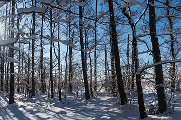 Image showing Snowy Alder tree forest