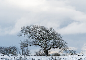 Image showing Snow covered old oak tree