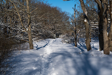 Image showing Footpath through a snowy forest