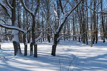 Image showing Bright winterland in a forest