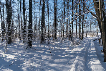 Image showing Trail through a forest in winter season