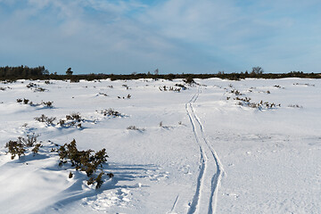 Image showing Ski tracks in a great plain landscape with junipers