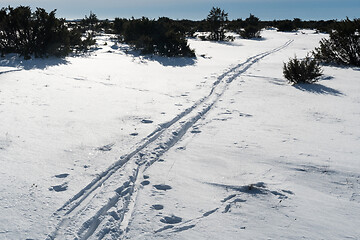 Image showing Ski tracks among junipers in a plain landscape