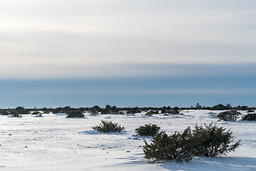 Image showing Junipers i a great plain landscape in winter season