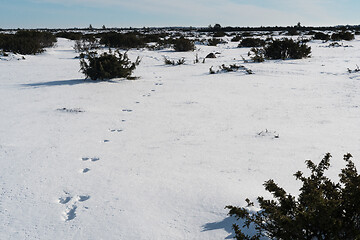 Image showing Animal tracks in the snow