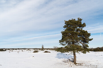 Image showing Lone pine tree in a great plain landscape