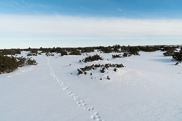 Image showing Animal footprints into a plain landscape