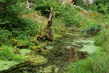 Image showing Duckweed covered stream in Wutach Gorge, Germany