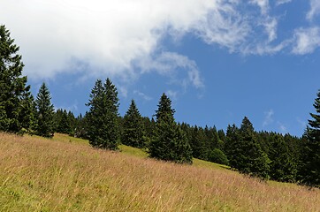 Image showing Spruces on hillside on cloudy sky background on bright summer day