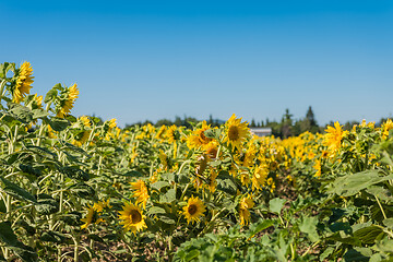Image showing Blooming sunflowers field in France, Europe