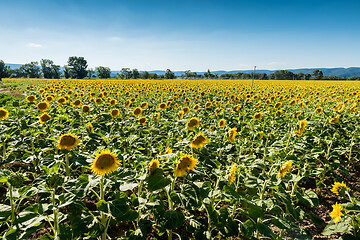 Image showing Blooming sunflowers field in France, Europe