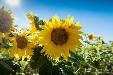 Image showing Sunflowers against a blue sky