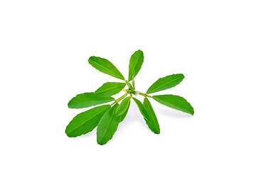 Image showing Fenugreek sprig with flowers