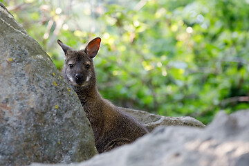 Image showing Red-necked Wallaby kangaroo baby