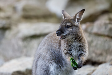 Image showing Red-necked Wallaby kangaroo baby