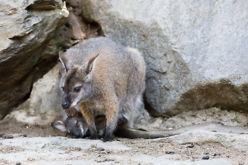 Image showing female of kangaroo with small baby in bag