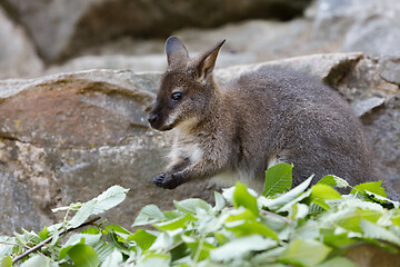 Image showing Red-necked Wallaby kangaroo baby graze