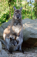 Image showing female of kangaroo with small baby in bag