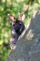 Image showing Red-necked Wallaby kangaroo baby