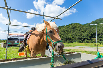 Image showing Horse in the field