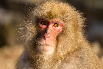 Image showing Monkey in forest