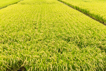 Image showing Paddy rice field