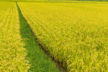 Image showing Green paddy rice field