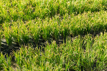 Image showing Paddy rice field