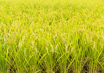 Image showing Rice field