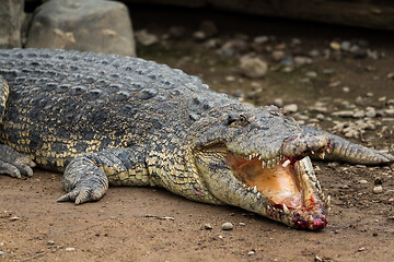 Image showing Crocodile with injured Mouth