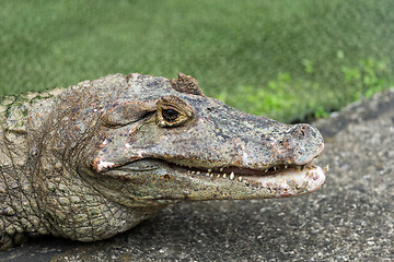 Image showing Crocodile