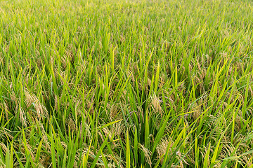 Image showing Planting Paddy rice filed