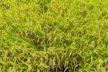 Image showing Fresh Rice meadow