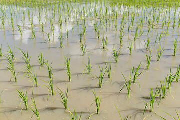 Image showing Rice field in new planting season