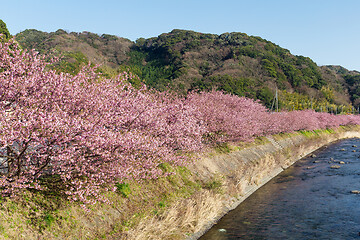 Image showing Sakura tree