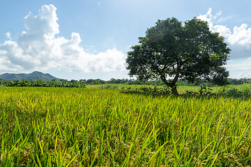 Image showing Rice field and tree