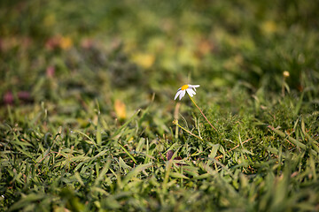 Image showing Little white daisy flower