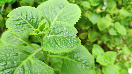 Image showing Fresh green Indian borage plant