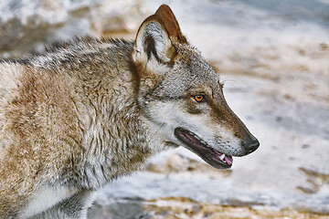 Image showing Portrait of wolf