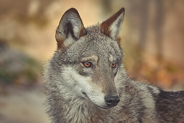 Image showing Portrait of wolf