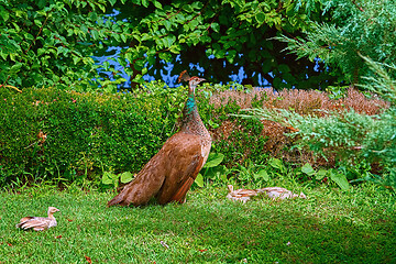 Image showing Peahen with Nestlings