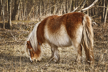 Image showing Little Brown Pony