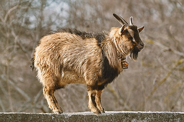 Image showing Goat on the fence