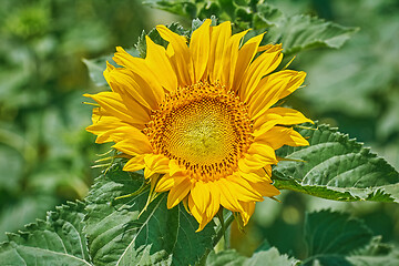 Image showing Sunflower against Green