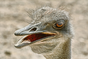 Image showing Portrait of Ostrich