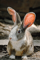 Image showing Portreit of a Rabbit