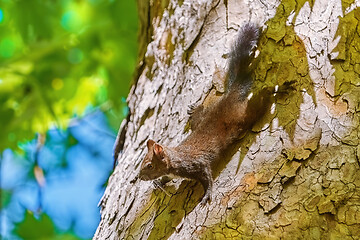 Image showing Squirrel on Tree